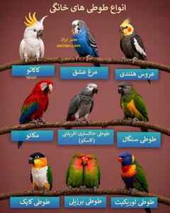 انواع طوطی های خانگی؛ پرندگانی باهوش، رنگارنگ و دوست داشتنی (+اینفوگرافیک)