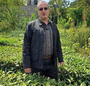  معاونت بهبود تولیدات سازمان چای کشور :جشنواره چای ابزاری مؤثر برای حمایت از اقتصاد چای است