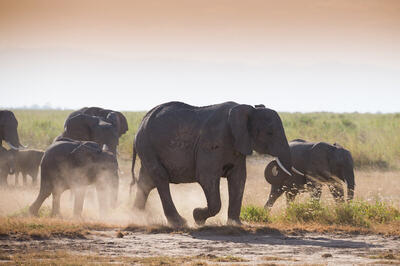  چرا فیل‌ها قادر به پریدن نیستند؟