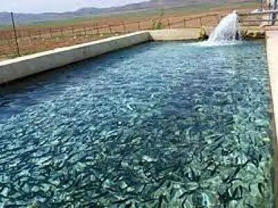  رهاسازی ۳.۵ میلیون قطعه بچه‌ماهی سردابی در قزوین