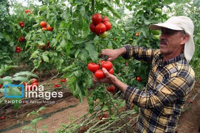 قیمت کالاهای کشاورزی باید در محدوده اقتصادی و تعادلی تعیین شود
