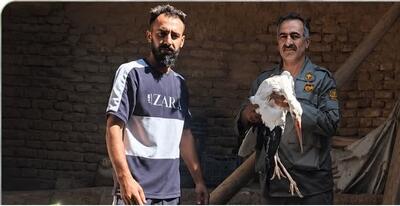  امداد رسانی به لک لک آسیب دیده در روستای سهلان تبریز