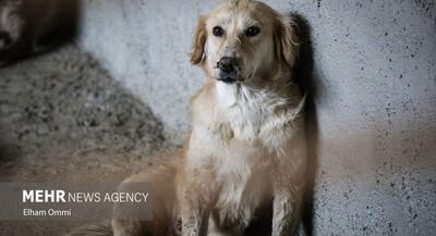 مرکز کنترل جمعیت سگهای ولگرد در سنندج | جهان نیوز