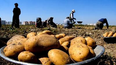برداشت ۷۸۰ هزار تن سیبزمینی در اردبیل