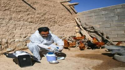 واکسیناسیون طیور روستایی آذربایجانغربی بر علیه بیماری نیوکاسل/ تزریق واکسن مقاوم به حرارت