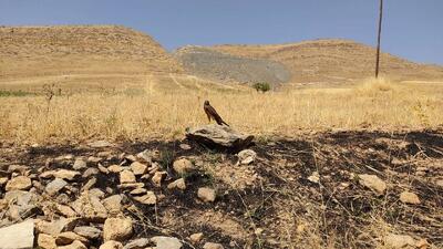 بازگشت پرندگان شکاری به طبیعت سقز