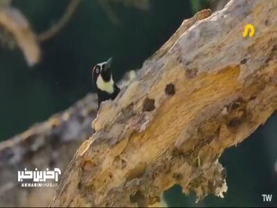  دارکوب بلوط، بزرگترین انباردار طبیعت!