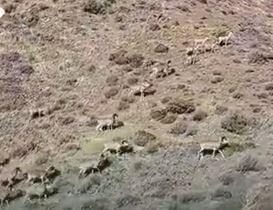  گله قوچ اوریال در پارک سالوک خراسا‌ن‌شمالی