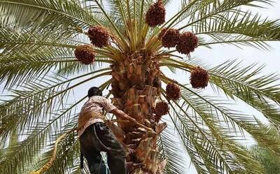 پیشبینی تولید بیش از ۴۵۰ هزار تن خرما در خوزستان