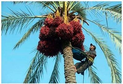 جشن خرما نشاط اجتماعی را به شادگان میآورد