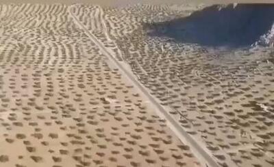  فیلم/ استهبان بزرگترین انجیرستان دیم جهان