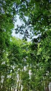 فیلم از برکه زیبای شاندیز