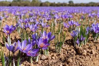 زمان برگزاری سومین جشنواره ملی زعفران علوی اعلام شد