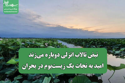 نبض تالاب انزلی دوباره میزند/ امید به نجات یک زیستبوم در بحران