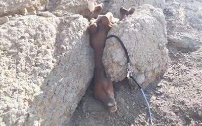 نجات معجزه آسا؛ تقلای مرد برای نجات اسبی که سرش بین دو سنگ گیر گرده