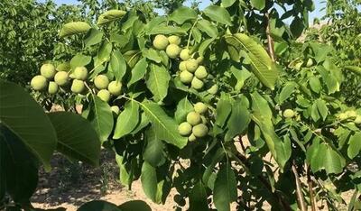  برداشت ۵۷۵ تن گردو و بادام از باغات ملکشاهی
