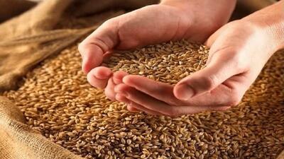  تأمین بیش از ۳ هزار تن بذر گواهی شده گندم در مازندران با نظارت مستمر بر انبار‌ها