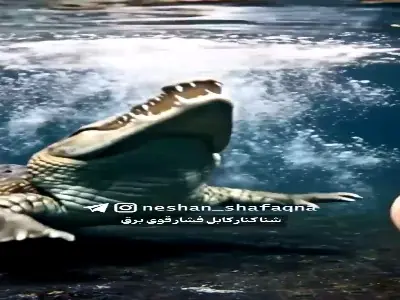  برق کشنده مارماهی