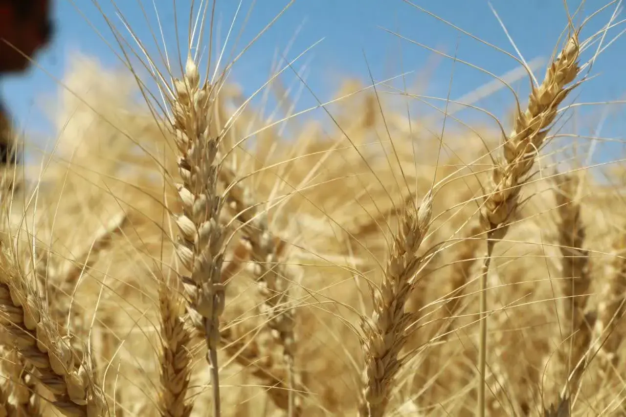 واریز تدریجی ۱۱۰ همت دیگر به گندمکاران از امروز تا ۲۵ مردادماه