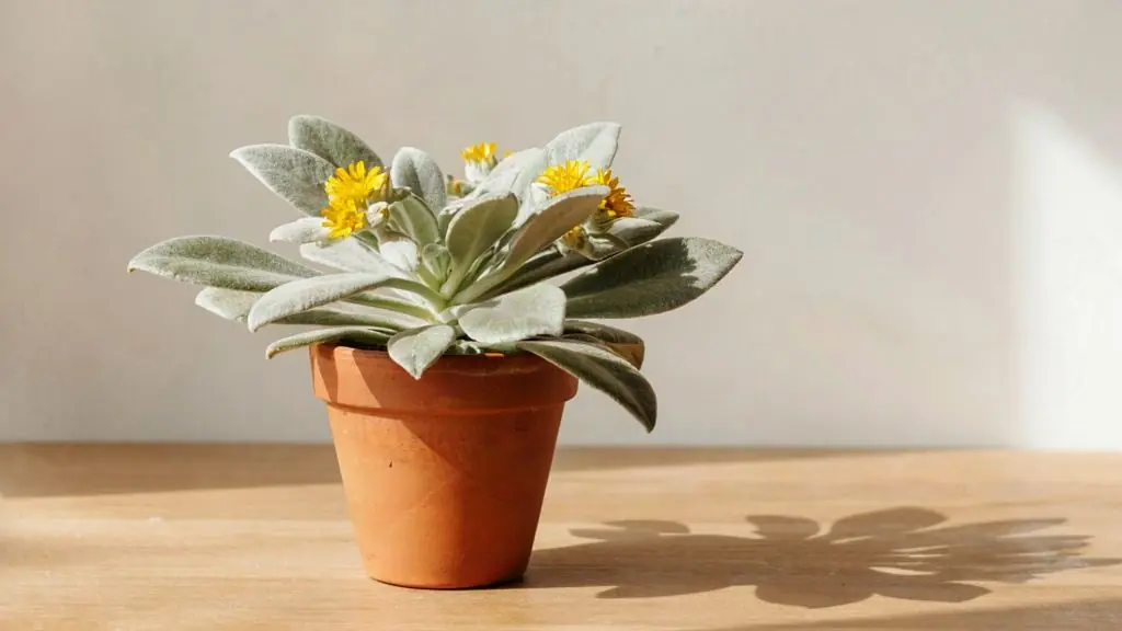 راهنمای کامل نگهداری از سنکیو بال فرشته