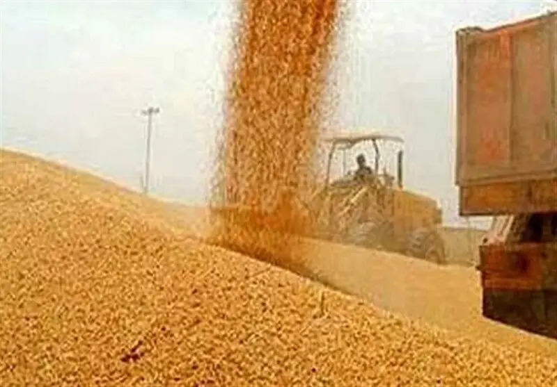 واریز تدریجی ۱۱۰ همت دیگر به گندمکاران از امروز تا ۲۵ مرداد