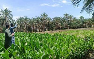  برداشت تنباکو از مزارع فنوج آغاز شد