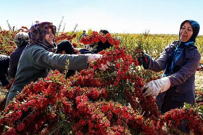 سدهای هشتگانه در مسیر کارآفرینی زنان روستایی