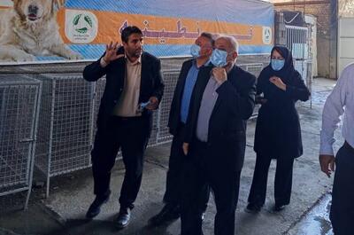 زندی: ساماندهی سگهای بلاصاحب سنندج باید بر مبنای اصول علمی انجام شود