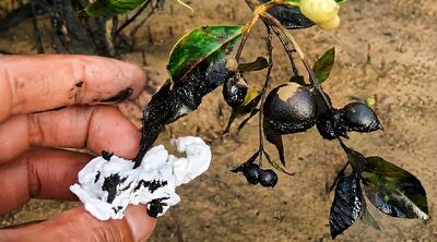 فیلم آلودگی نفتی سواحل قشم؛ زنگ خطر برای حرا و حیات آبزیان