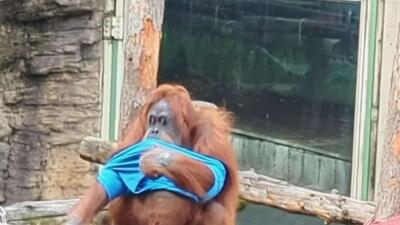  به دلیل هوای سرد، به اورانگوتان های باغ وحش مسکو لباس گرم داده شد