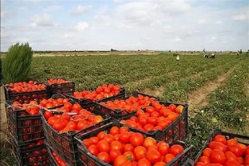 نهاوند؛ قطب تولید گوجهفرنگی همدان در آستانه احیای صنایع تبدیلی - تسنیم