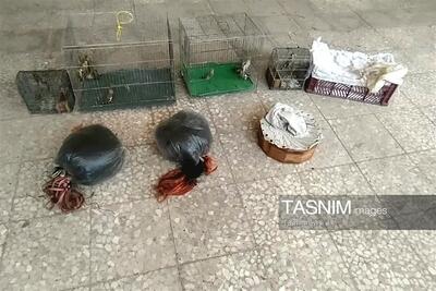  دستگیری شکارچیان غیرمجاز سهره طلایی در شهرستان ابهر - تسنیم