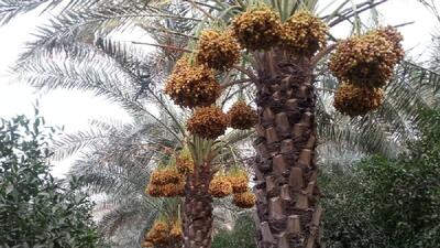 بیش از ۶ میلیون اصله نخل مثمر در خوزستان؛ پیشبینی برداشت ۵۵۰ هزار تن خرما و رطب + اینفوگرافی