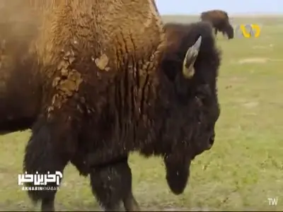 اعتصاب غذای گاومیش نر به قصد ازدواج!