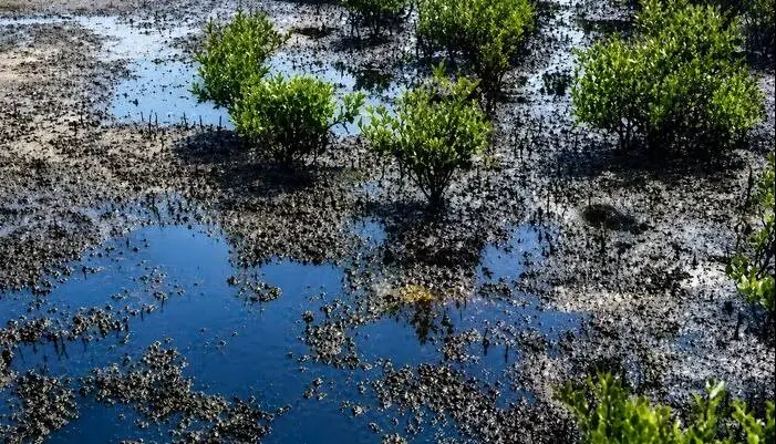 آلودگی نفتی ۳.۲ هکتار از سواحل قشم