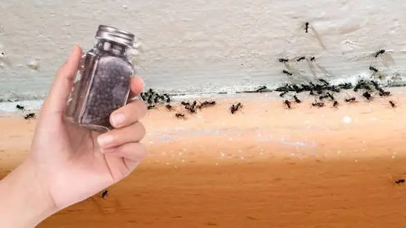  اینجوری از دست مورچه ها راحت شو