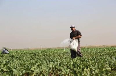 توزیع بیش از ۲۴ هزار تن کود کشاورزی در همدان از ابتدای سال