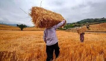 خبر خوش دولت برای گندمکاران/ واریزی میلیاردی آغاز شد؛ حساب خود را چک کنید