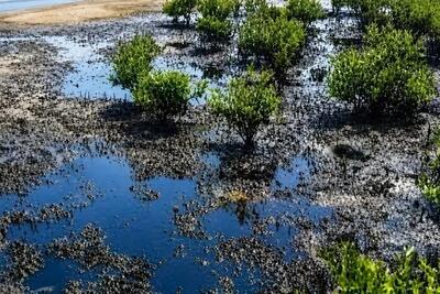 لکههای نفتی در قشم؛ خطری فراتر از آلودگی ساحل / ساحل تمیز، لزوماً به معنای دریای سالم نیست