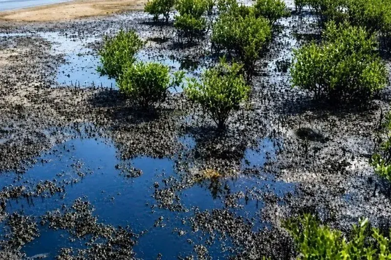 لکههای نفتی در قشم؛ خطری فراتر از آلودگی ساحل / ساحل تمیز، لزوماً به معنای دریای سالم نیست