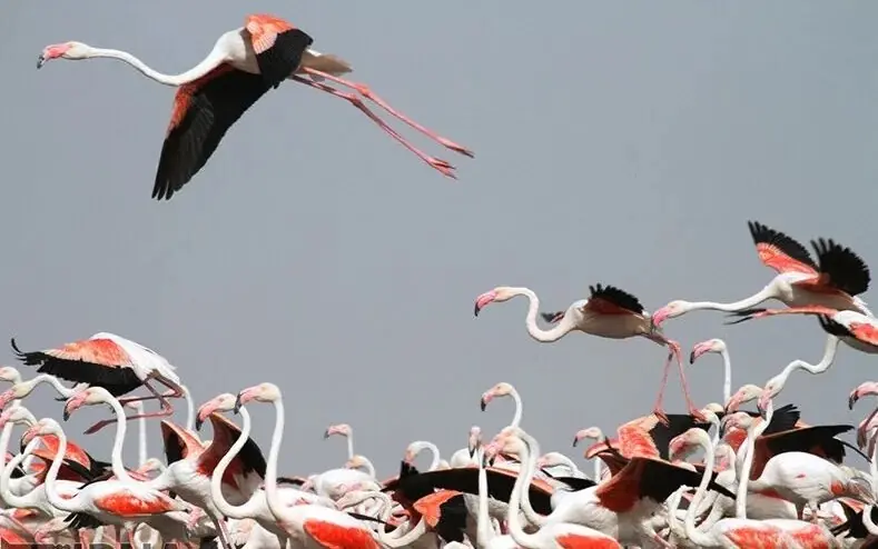  ببینید | جزایر دریاچهٔ ارومیه میزبان پرندگان شدند