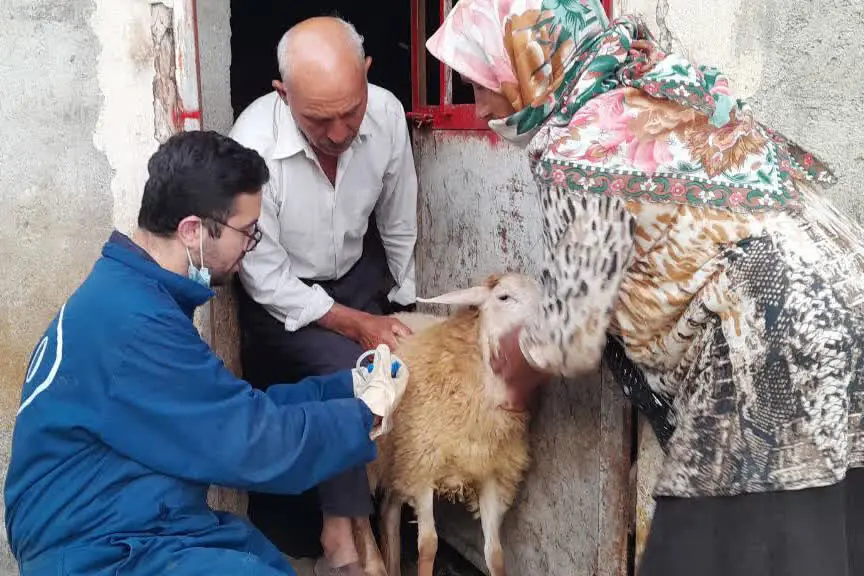  واکسیناسیون دام و سگ‌های گله در مراتع کوه دالانی نودشه - پارس فوتبال