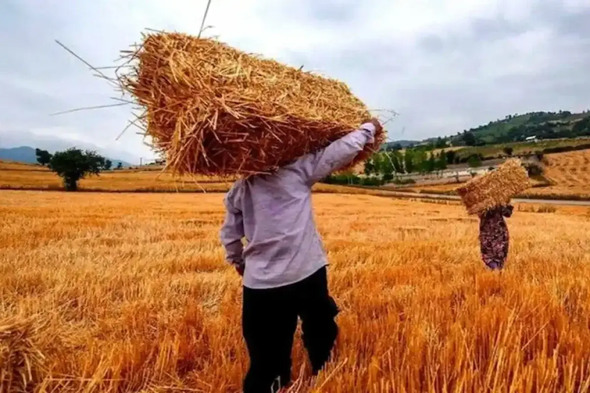 آغاز تدریجی پرداخت ۱۱۰ همت دیگر به گندمکاران