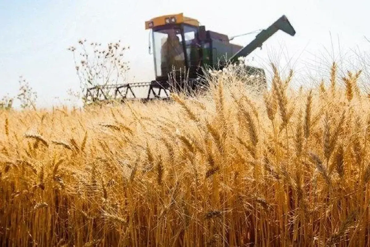  کاهش ۲ میلیون تنی میزان خرید نسبت به تولید گندم