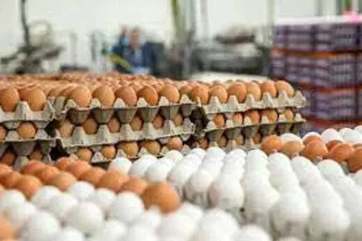قیمت واقعی تخممرغ اعلام شد