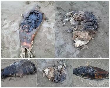  کشف لاشه دو قلاده فوک خزری در سواحل بهشهر