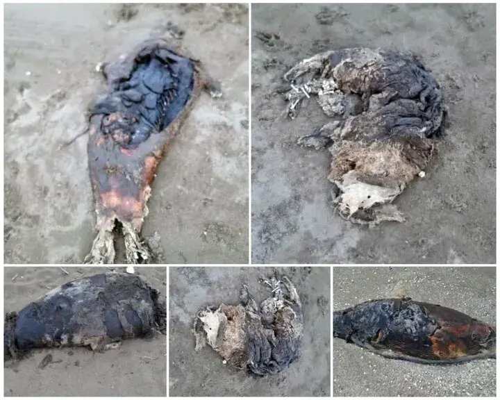کشف لاشه دو قلاده فوک خزری در سواحل بهشهر