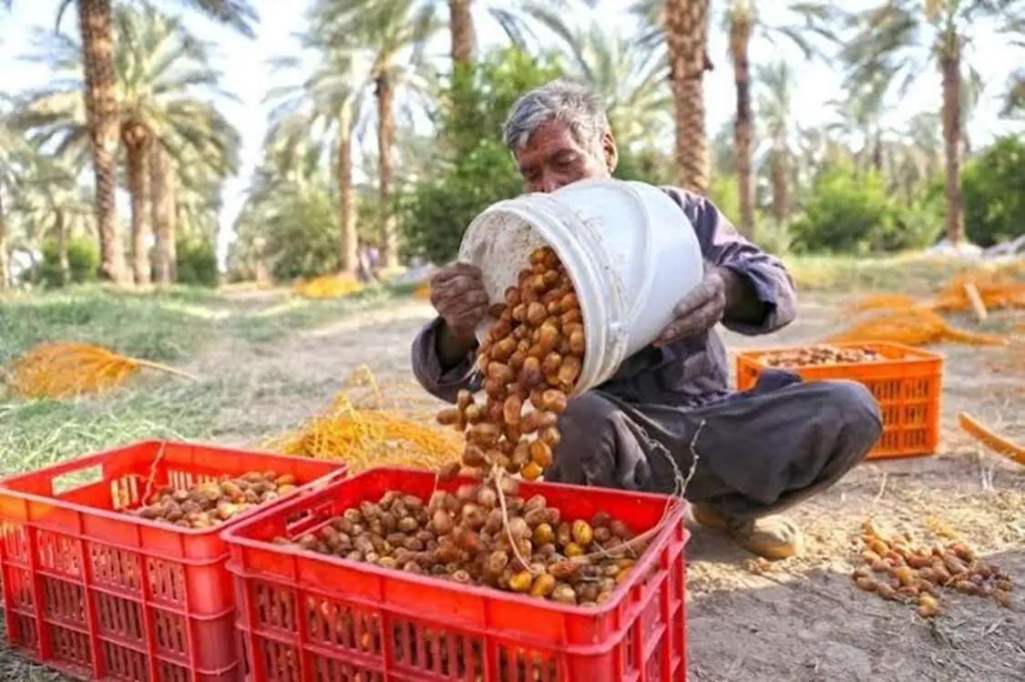 افزایش ۲۰ هزار تنی تولید خرما در بوشهر پیشبینی شد