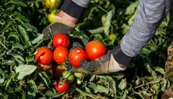 برداشت ۱۰۰ هزار تن گوجهفرنگی در پارسآباد