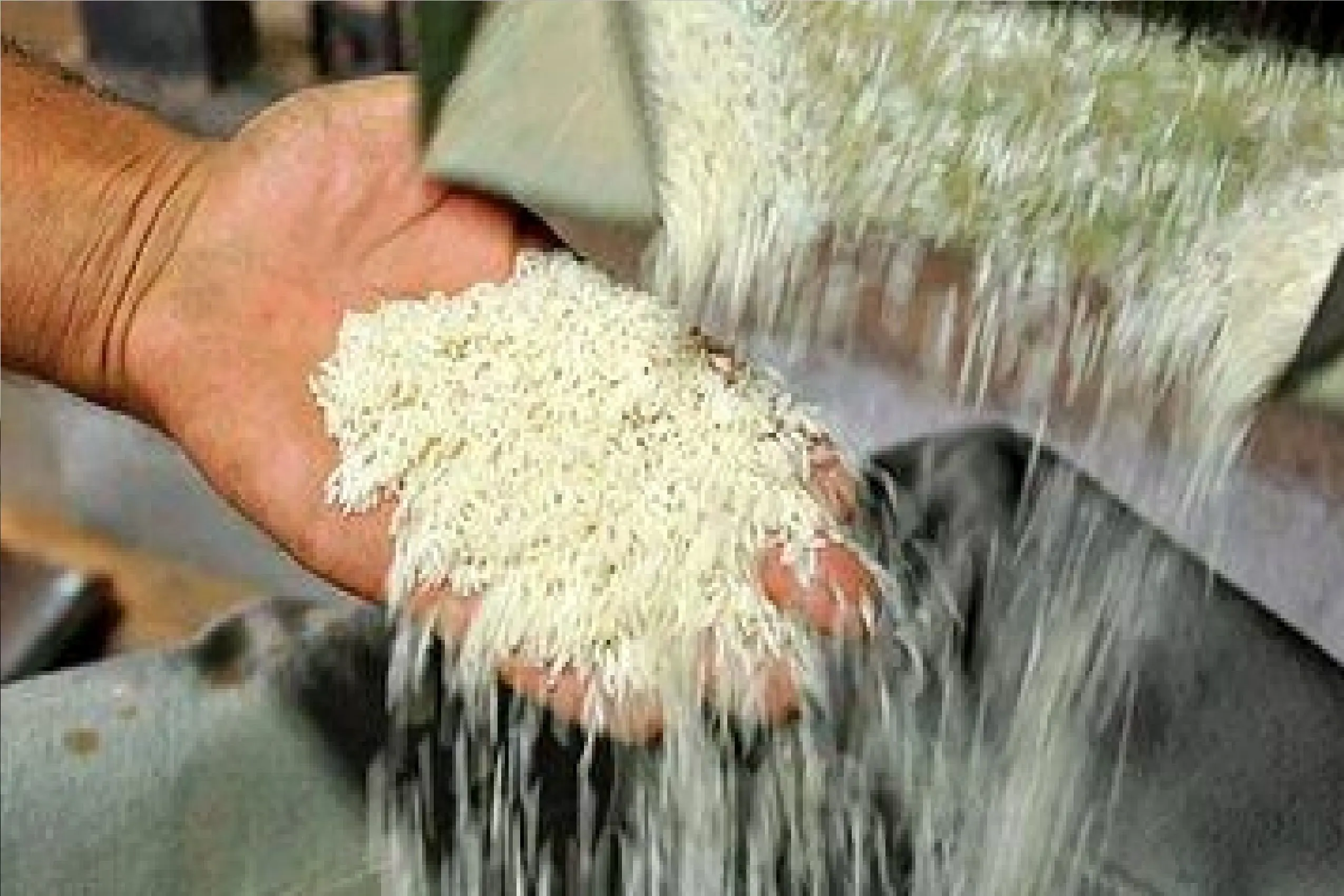 برنج آمریکایی چگونه وارد بازار ایران شد؟